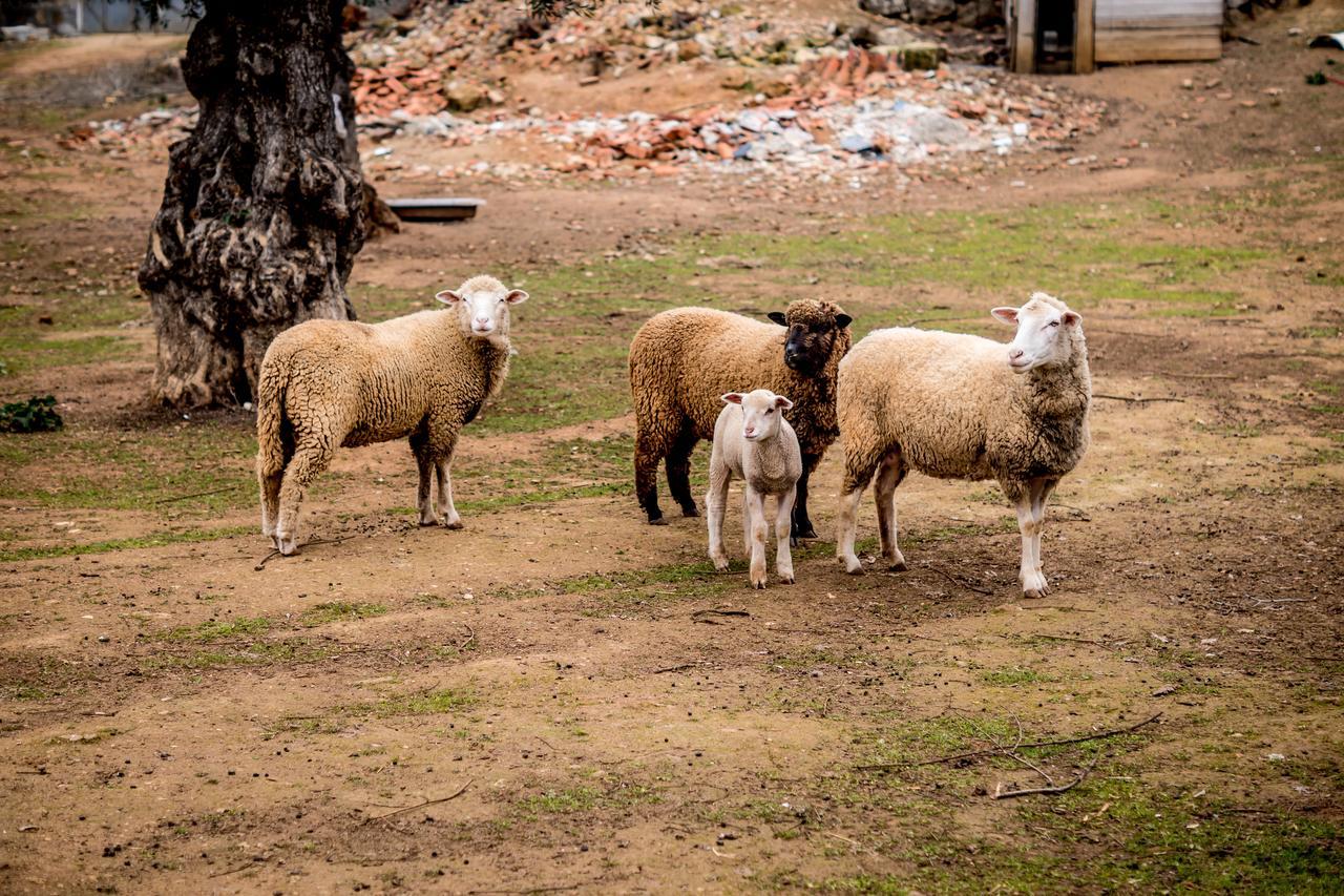 Quinta Manel Da Gaita Villa Torres Novas Bagian luar foto